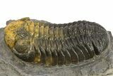 Multi-Toned Morocops Trilobite - Visible Eye Facets #310251-2